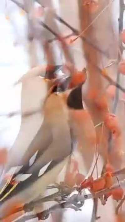🔥The Bohemian waxwing (Bombycilla garrulus)