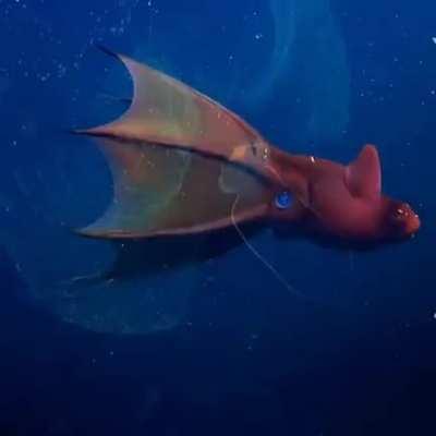 Have you ever seen the strangest creatures in the deep sea?