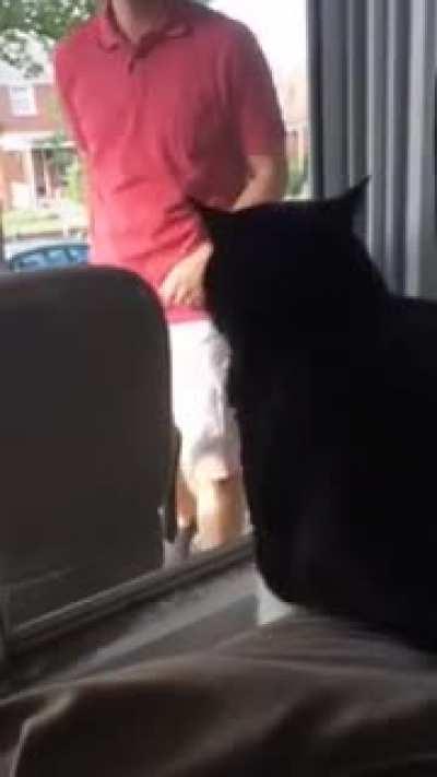 Cat sees his owner with a new dog