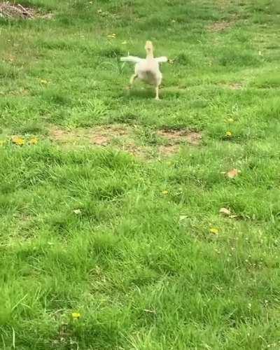 This adolescent duck can't contain his excitement when his favorite hooman comes home