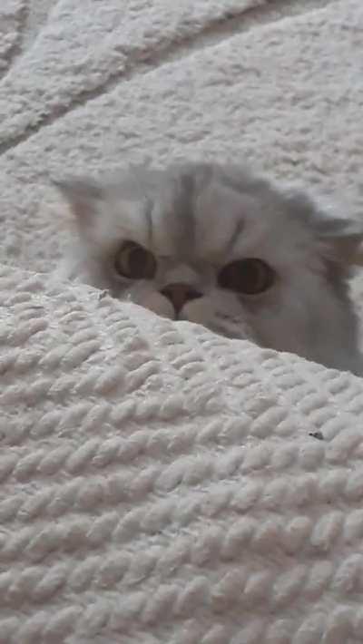 &ldquo;Started house sitting this wonderful boy today. Hes wondering why I&rsquo;m in his house.&rdquo;