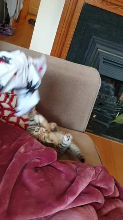 Aaaand....Jazz is up and in the mood again. Thanks for the tip about the peace lily plant being poisonous to cats, we've since removed it from her reach.