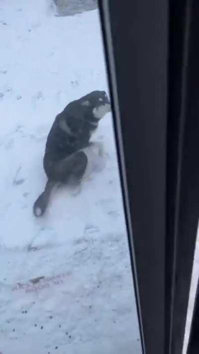 This Alaskan bus that picks up dogs to take them to training classes.