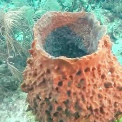 The process by which a sea sponge expels water is as follows.