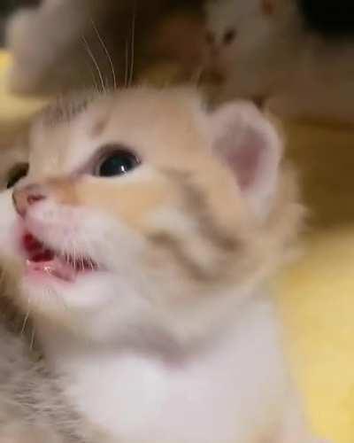 Criminal video bombs the other criminal!