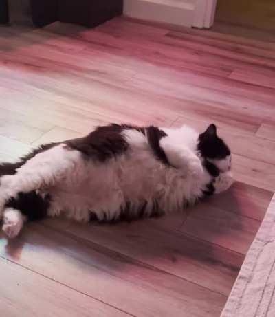 Marty is so chonky he can barely roll around