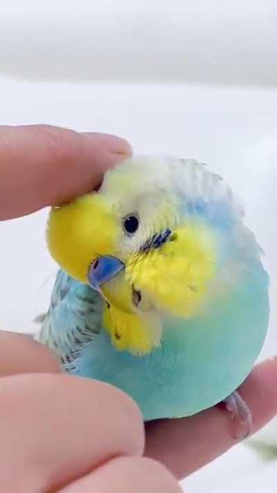 Pardon me, the budgie baby has a scritching appointment