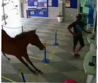 When the horse gets a hot tip