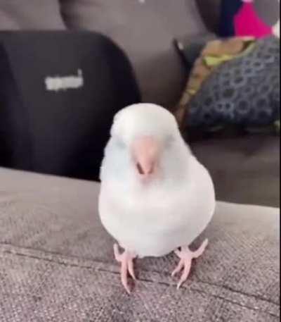 Wigglabirb