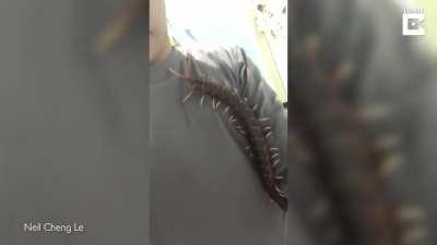 Gotta give the headpet