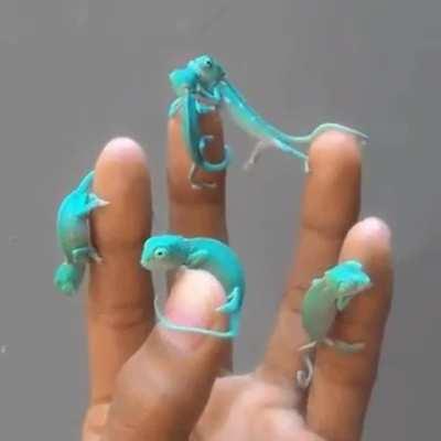 🔥 Baby Chameleons 🔥