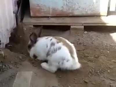 Rabbit saves trapped kitten.