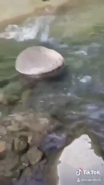 my duck people need me