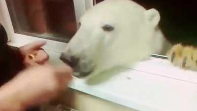 Snacks for the bear! (Not my original video)