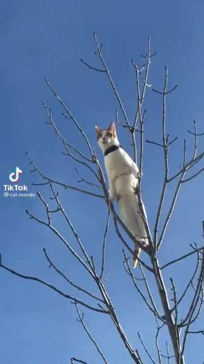 While I climb trees and contemplate life