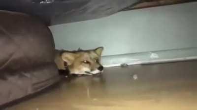 POV: You called the kitsune Prince In denial a Demi-human.