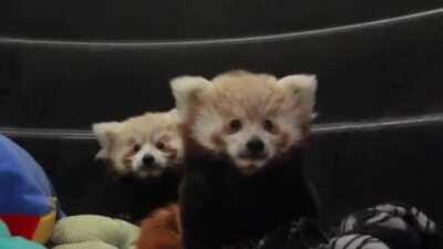 Twin Red Panda Cubs