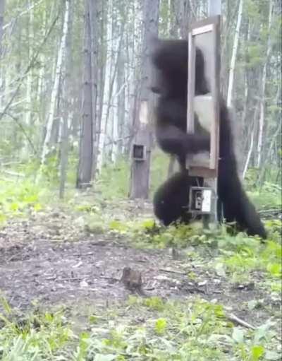 Bear doesnât recognize itself in a mirror