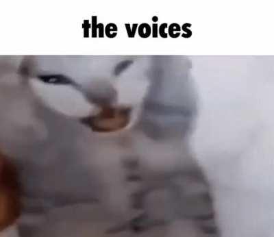 my cat struggles with schizophrenia