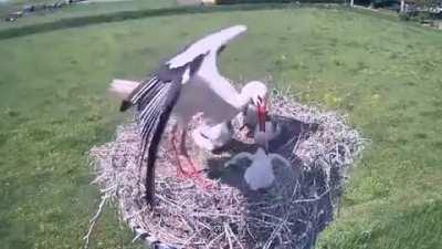 White Stork throwing its weakest chick out of the nest
