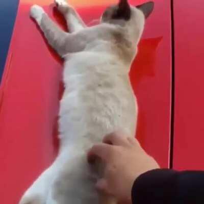 Cat sleeping on sports car gets startled