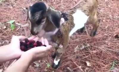 Goat and his little monkey friend