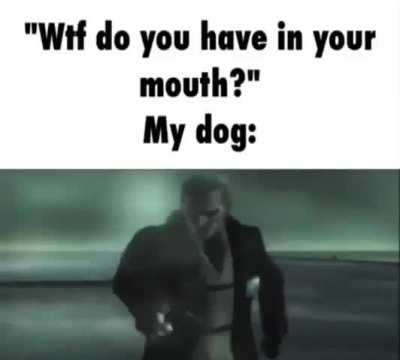 Blursed_(pitbull named princess) 