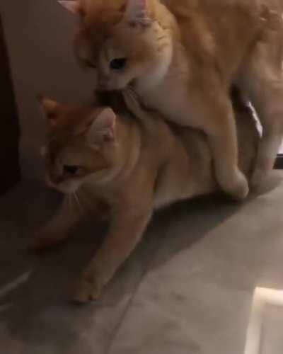 I has had enough of your shit