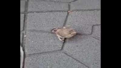 birb: +30 happiness -90 loneliness