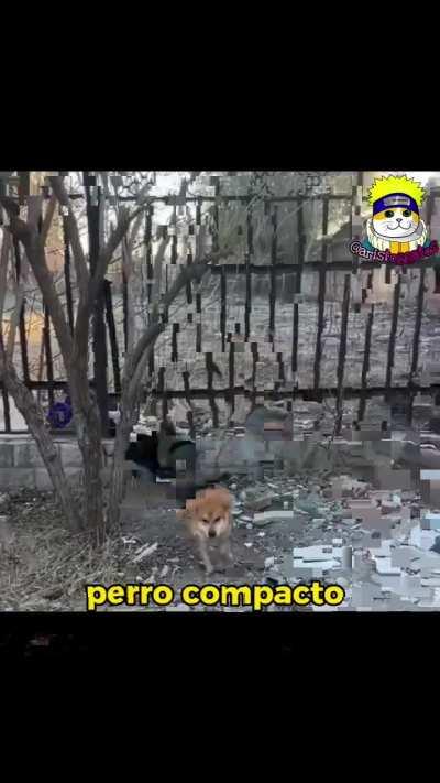 Perro Compacto 👍🏻