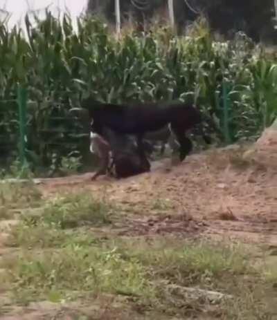 Donkey turns the tables on a hyena that wandered onto a farm