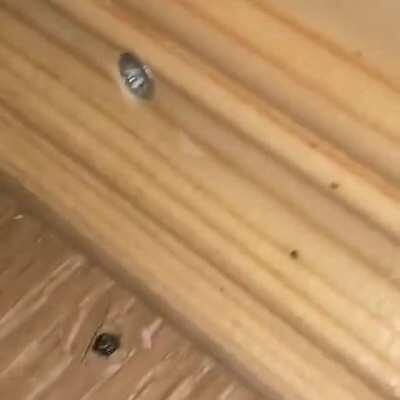 В нашем доме поселился, замечательный