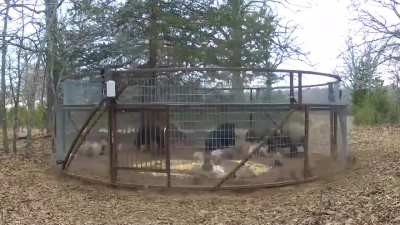 Just some hungry wild boar...