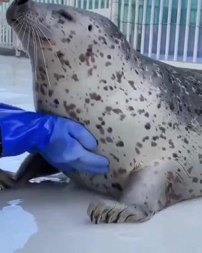 This seal enjoying a massage at a marine sanctuary in Japan [aguhiyori]