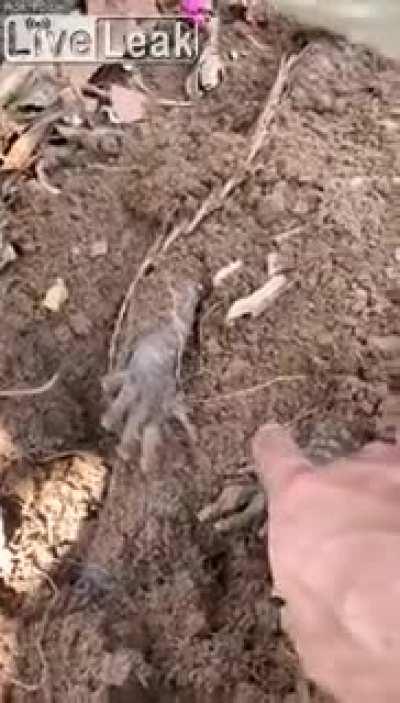 Thought it was someones creepy halloween display, who knew armadillos slept like this....?