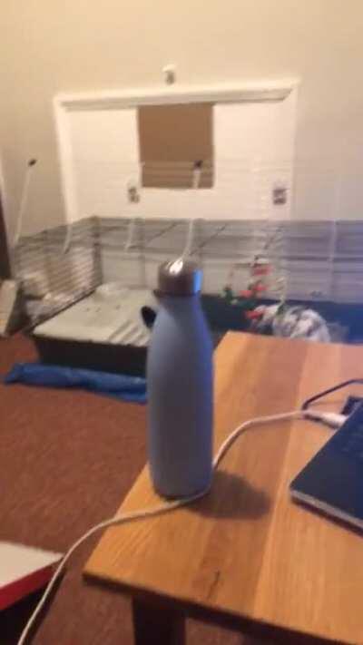 Found a video of baby Pippin having his first zoom after I rescued him 😭