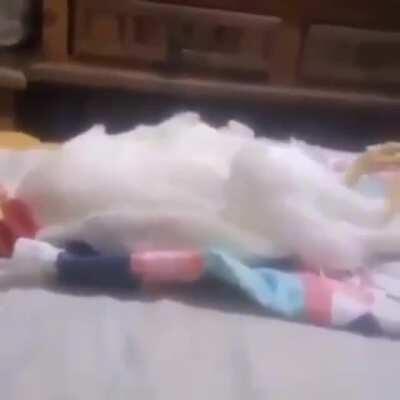 Cómo dormir a un gallo admin 🐓😴