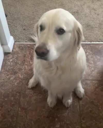 Golden’s Way Of Saying Sorry