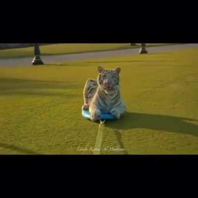 A tiger enjoying the ride