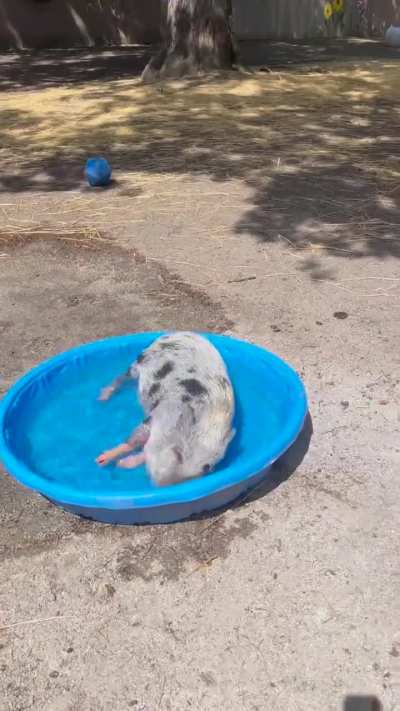 Happy as a pig in mud