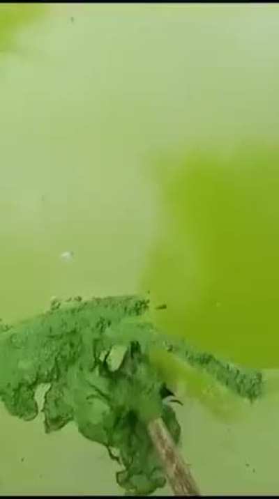 Bro added too much matcha