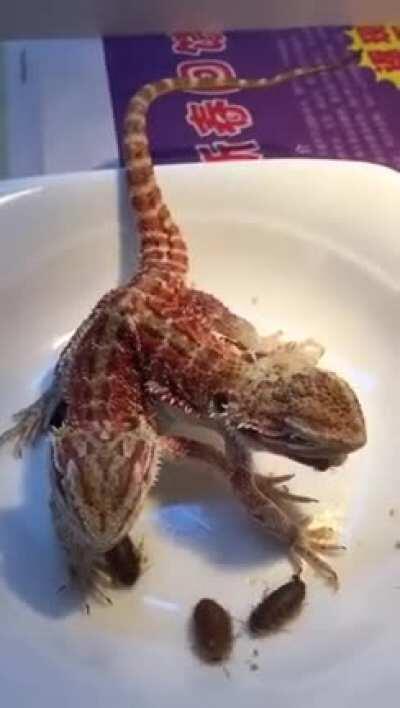 Two-Headed dragon. Each head cut grows 2 more. What a awesome creature