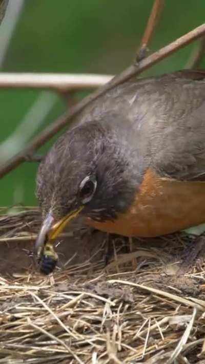 🔥 Robin snatches a bumble bee flying by the nest