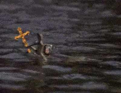 Ящерка предупреждала нас задолго до 2020...