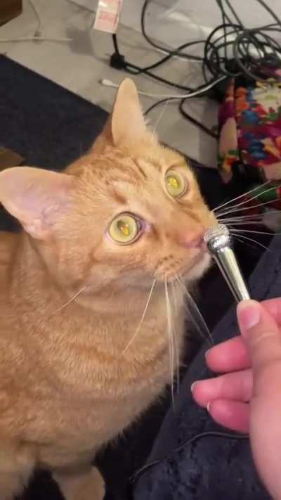 He has many things to say 😹