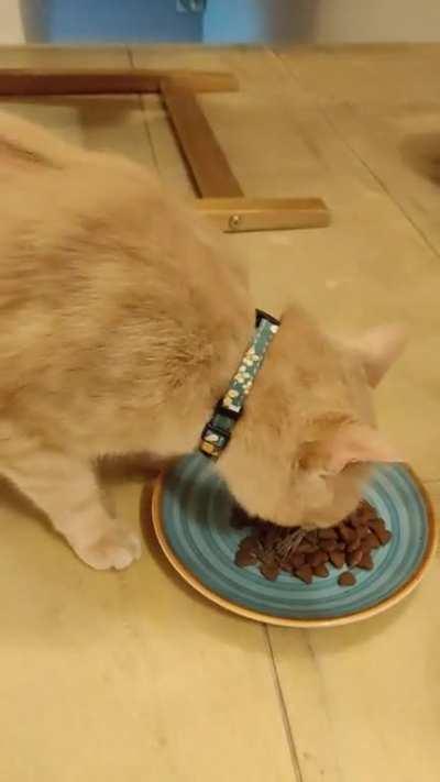 My cat will only eat after he had said 'thank you' to me. Are other cats the same?