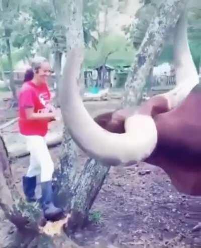 That's some big horns