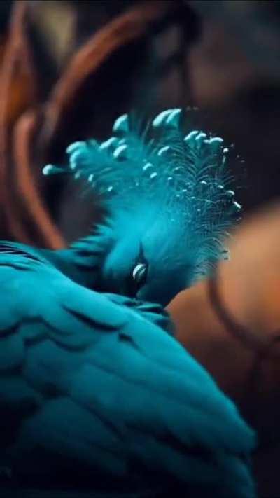 🔥 Victoria Crowned Pigeon