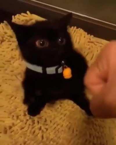 Training this lil guy to be a professional boxer