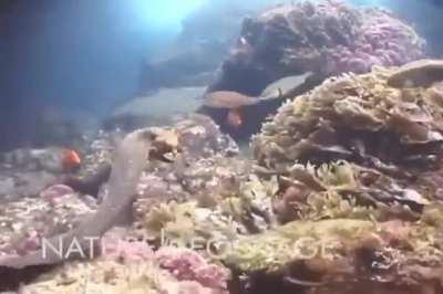 Octopus rides moray eel to avoid it's attack